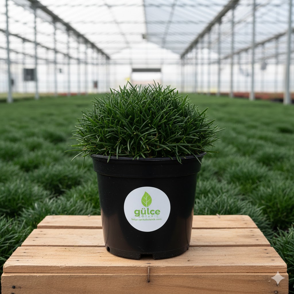 Osmanlı Çimi Ophiopogon Japonicus Minor